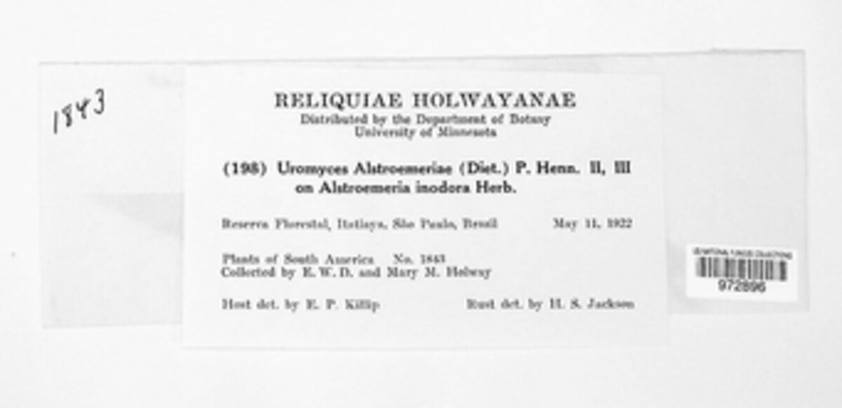 Uromyces alstroemeriae image